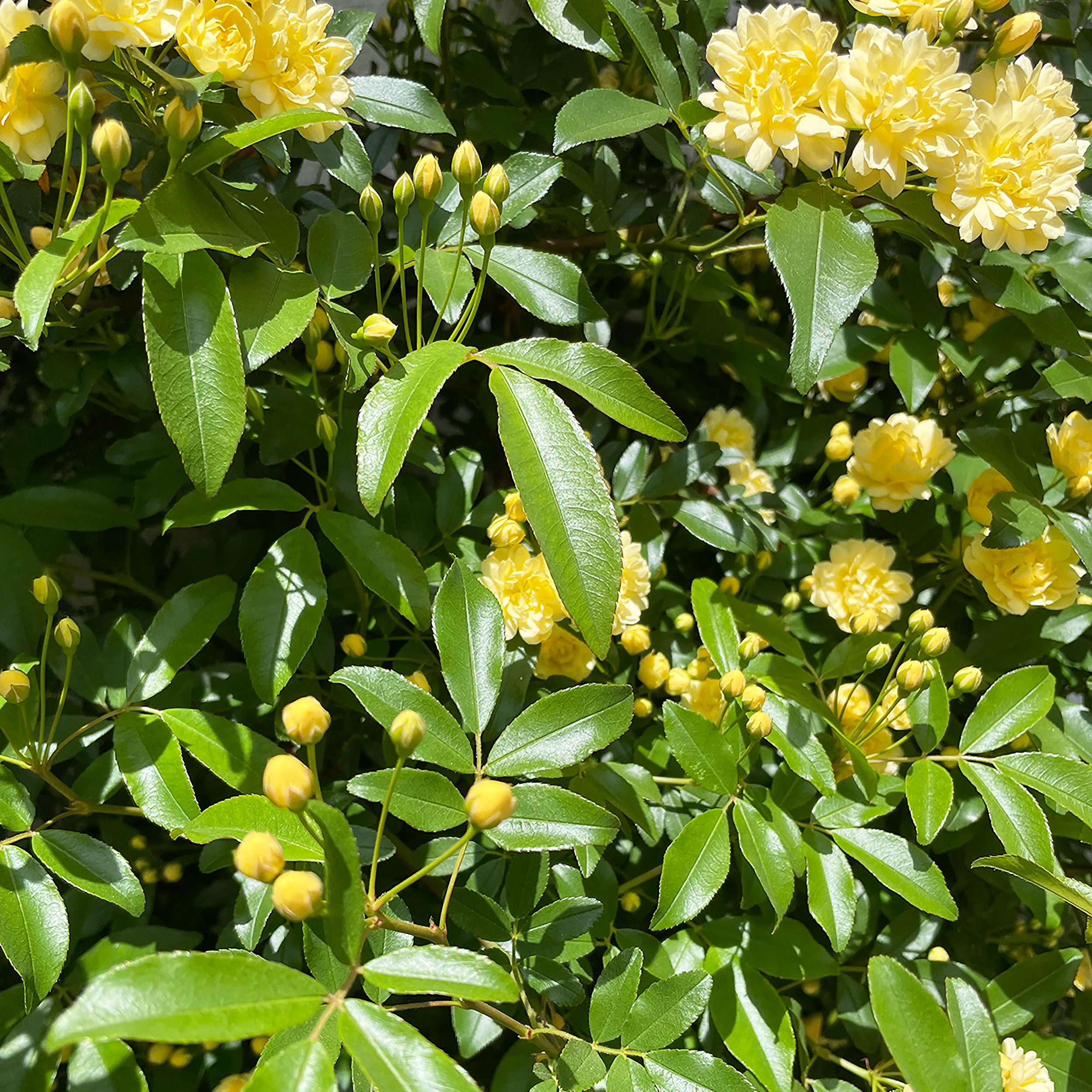 木香薔薇 | KOB建築設計事務所